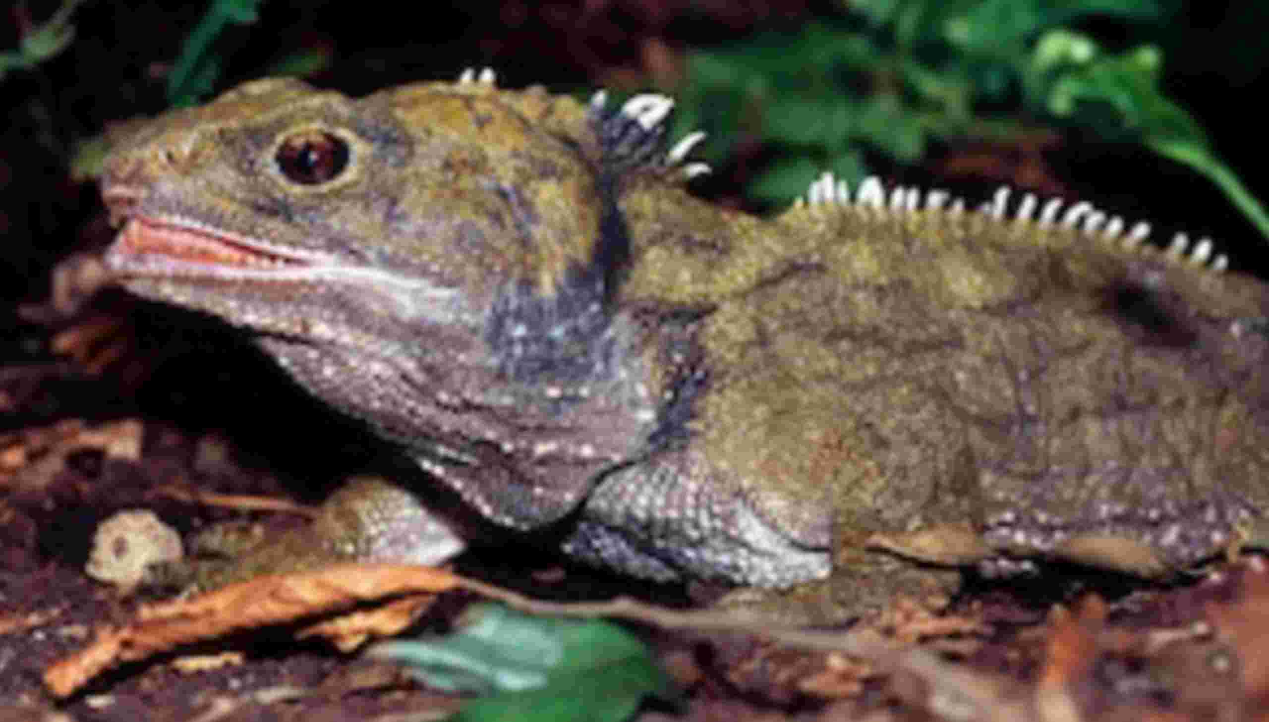 तुआतारा (Tuatara) : 19 करोड़ साल से धरती पर है यह 'जीवित जीवाश्म'